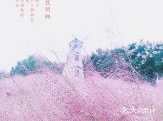 秋日限定的粉色浪漫，粉黛乱子草的温柔