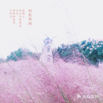 秋日限定的粉色浪漫，粉黛乱子草的温柔