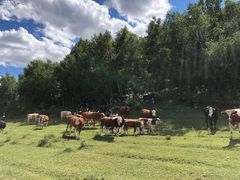 -塞罕坝国家级自然保护区
