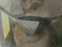 -瑞派福兴宠物医院犬猫全科·骨科·中西医结合(河东店)