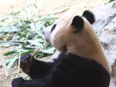 -广州长隆野生动物世界