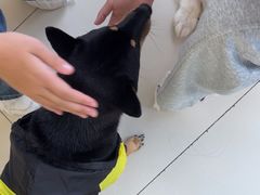 -怪兽屋·羊驼·猫咖·狗咖(俊华广场店)