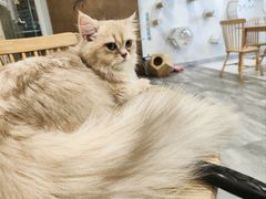 -楼上猫咖(罗湖店)