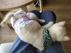 -柴犬小屋·柴餐厅·狗咖食堂(金鼎广场店)