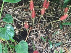 -墨尔本皇家植物园