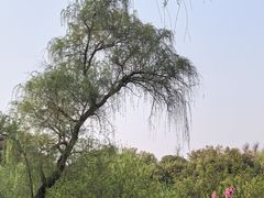 -柳浪闻莺公园
