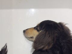 -FAELING PETS美天灵宠物(合生汇店)