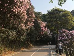 -梧桐山风景名胜区