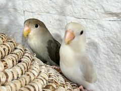 -吉丁鸟咖·异宠·寄养