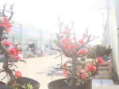 -龙大花卉苗木市场
