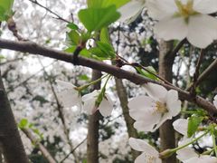 -武汉大学-樱园