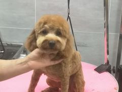 -宠福鑫康馨动物医院·骨科·眼科