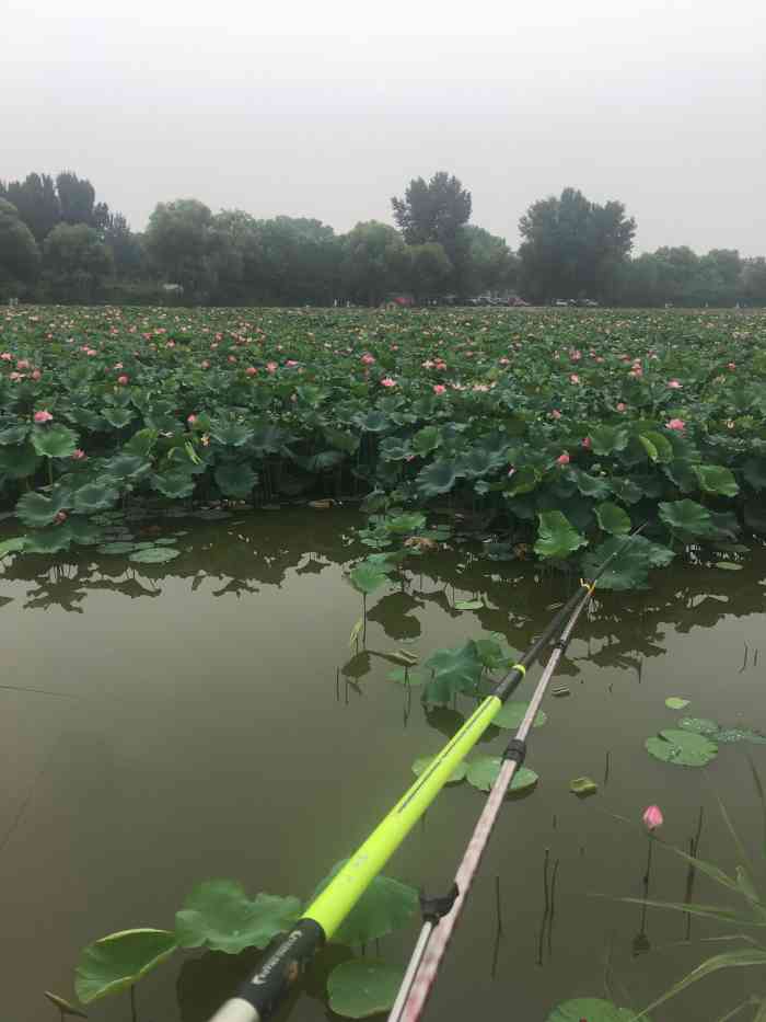 八仙别墅垂钓园-"从家的方向看过去,每天车辆满满当当的… .