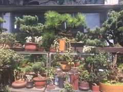 -曲阳花鸟市场(曲阳路店)