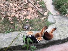 -都江堰中华大熊猫苑