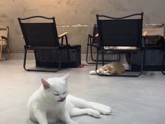 -Heymao猫咖.咖啡厅(东门店)