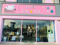 -70cat德文卷毛猫·缅因猫纯种猫舍