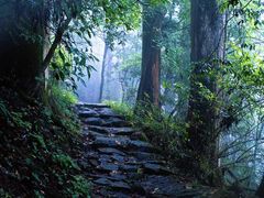 -天目山大树王景区