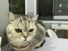 -喵的天空名猫咖啡馆·撸猫·猫舍·用品