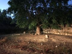 -清迈夜间动物园