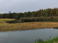 -洋湖国家湿地公园