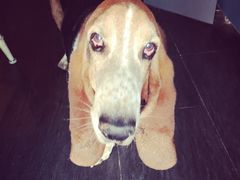 iphone_upload_pic-百好乐宠物友好餐厅(朝外大街店)