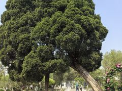 -花溪公园