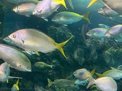 -上海海洋水族馆