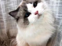 -有喵·猫咖·狗咖·30几只猫10只小狗(岗厦店)