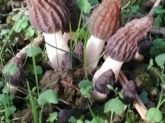 -菌之家·专业纯野生菌火锅·特色炒菌