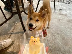 -柴犬高等学院·狗咖·柴犬售卖·宠物训练