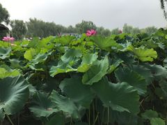 -白洋淀景区