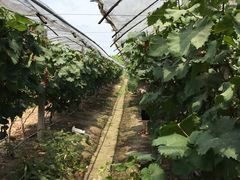 -马陆小张葡萄园农家乐