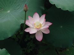 -荔湾湖公园