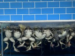 -老姑砂锅·烧烤天津菜(体北道店)