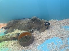 -FAIRYLAND龙族星球主题餐厅(凯丹广场店)