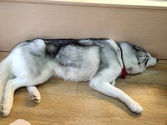 桃心-Husky Go! 哈士奇体验馆·宠物咖啡厅狗咖