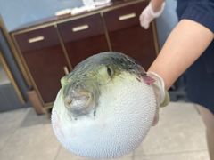 -鲐赏河豚(长寿店)