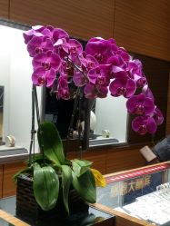 -周大福 CHOW TAI FOOK(新世界百货崇文店)