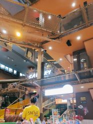 -卡通尼·Safari非洲探索乐园·生日会(金桥国际商业广场店)