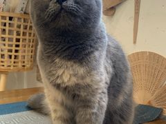-楼上猫咖(罗湖店)