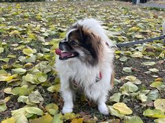 -小叮当动物医院·骨科·眼科