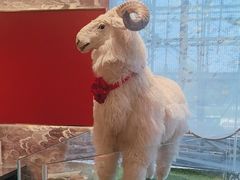 -百草滩羊清水涮羊肉·清真·宁夏盐池滩羊(莲花桥店)