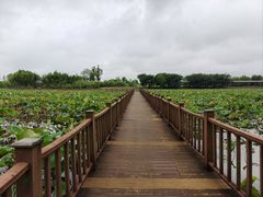 -泗洪洪泽湖湿地景区