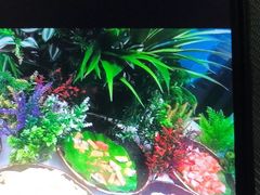 -金滏山烤肉·海鲜·火锅自助餐厅(襄阳万达店)