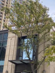 -涌泉妈咪树通乳·产后恢复