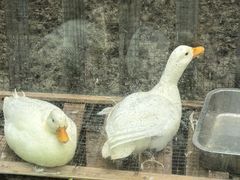 -祥源·阜阳生态乐园