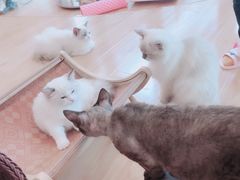 -momokira米努特·德文卷毛猫·棉花面纱犬