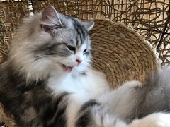 -飞行喵MR PILOT|猫舍·猫咖(静安大融城店)
