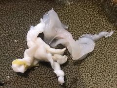 -桥岚·巷子鲜河豚鱼(专门店)